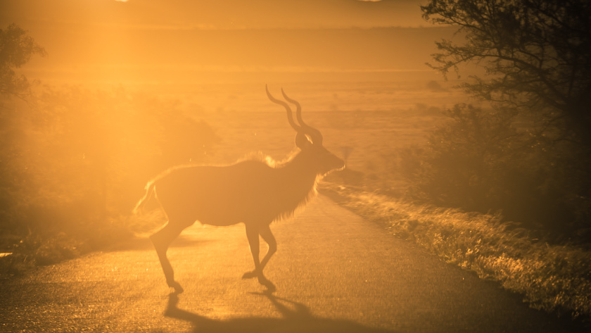 Koudou traversant la route au coucher du soleil dans un parc national
