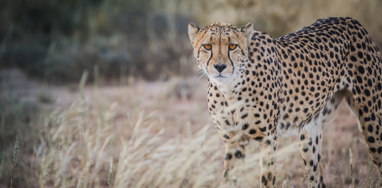 Notre premier guépard, dans le Kgalagadi