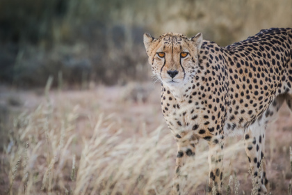 Notre premier guépard, dans le Kgalagadi