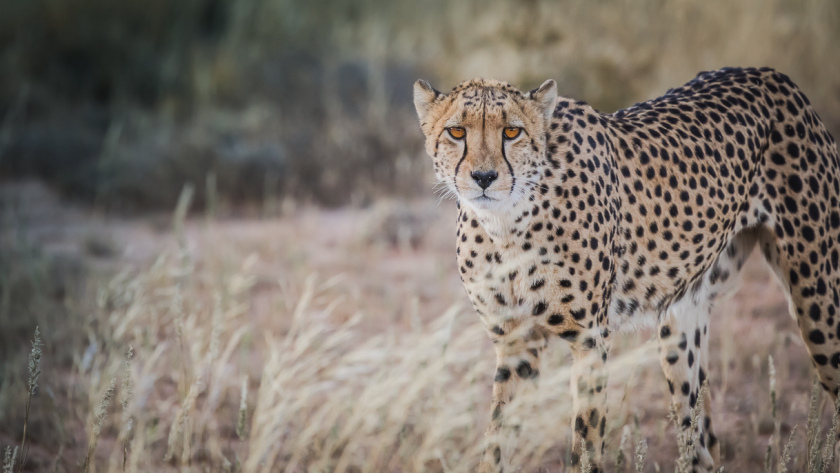 Notre premier guépard, dans le Kgalagadi