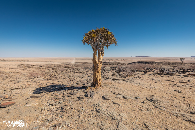 Quaver tree dans le désert du Namib