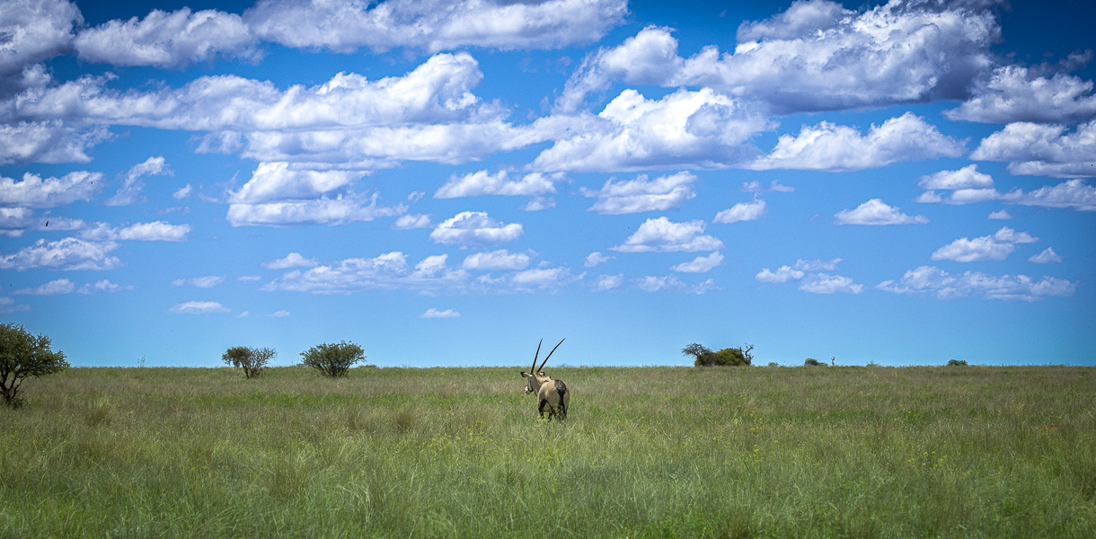 Plaine herbeuse du Mokala National Park sous un ciel bleu