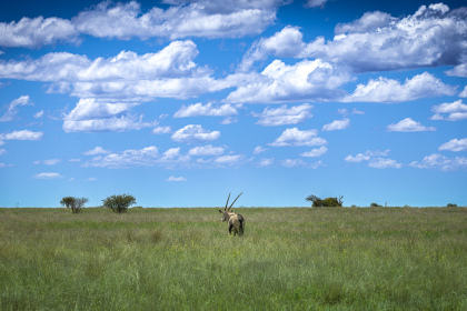 Plaine herbeuse du Mokala National Park sous un ciel bleu