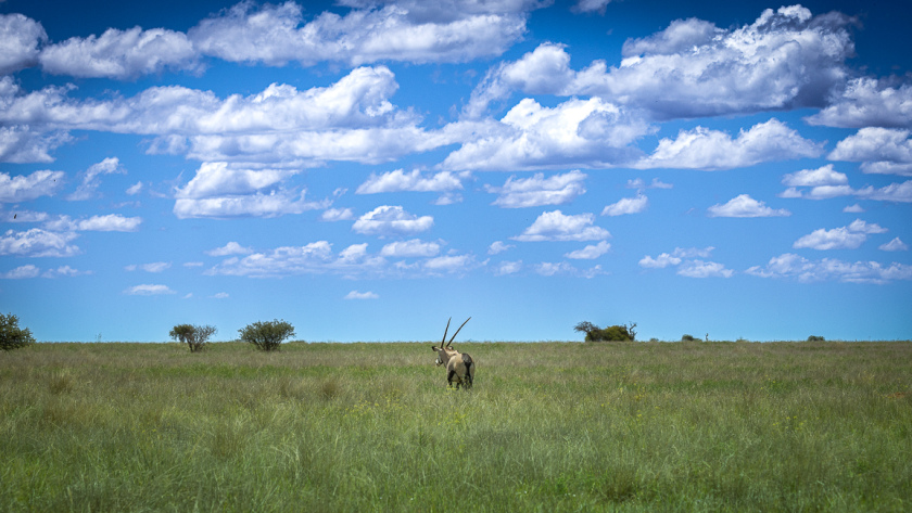 Plaine herbeuse du Mokala National Park sous un ciel bleu