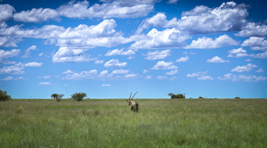 Plaine herbeuse du Mokala National Park sous un ciel bleu