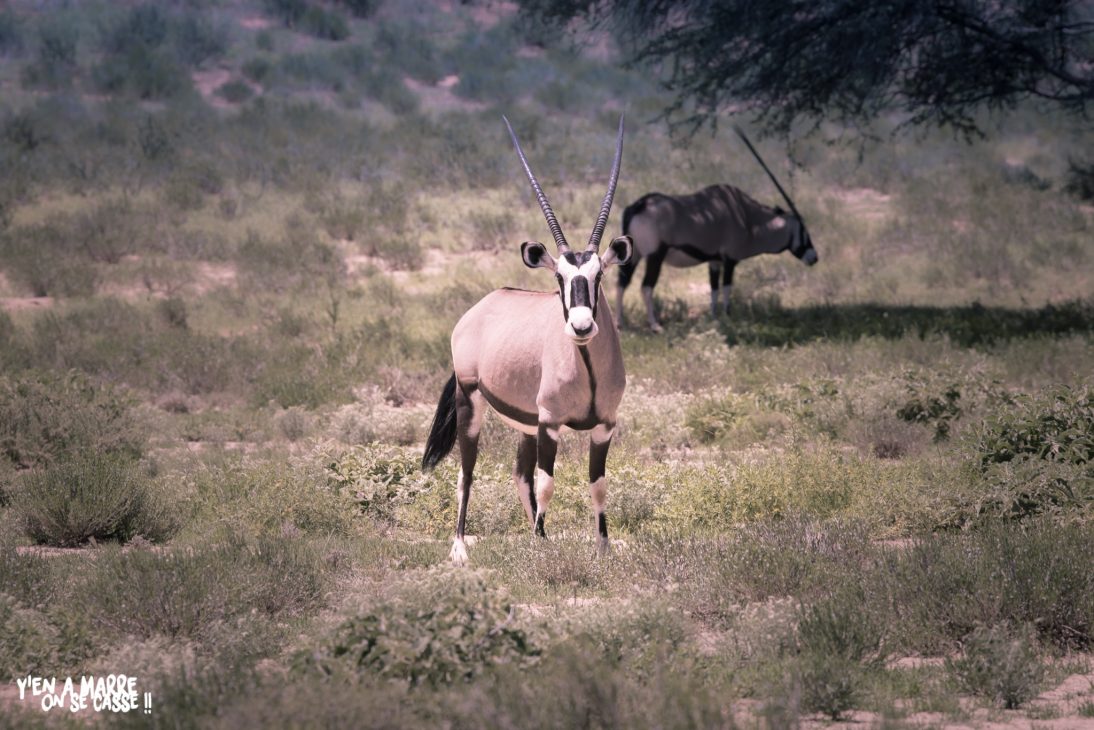 Deux gemsboks dans les herbes
