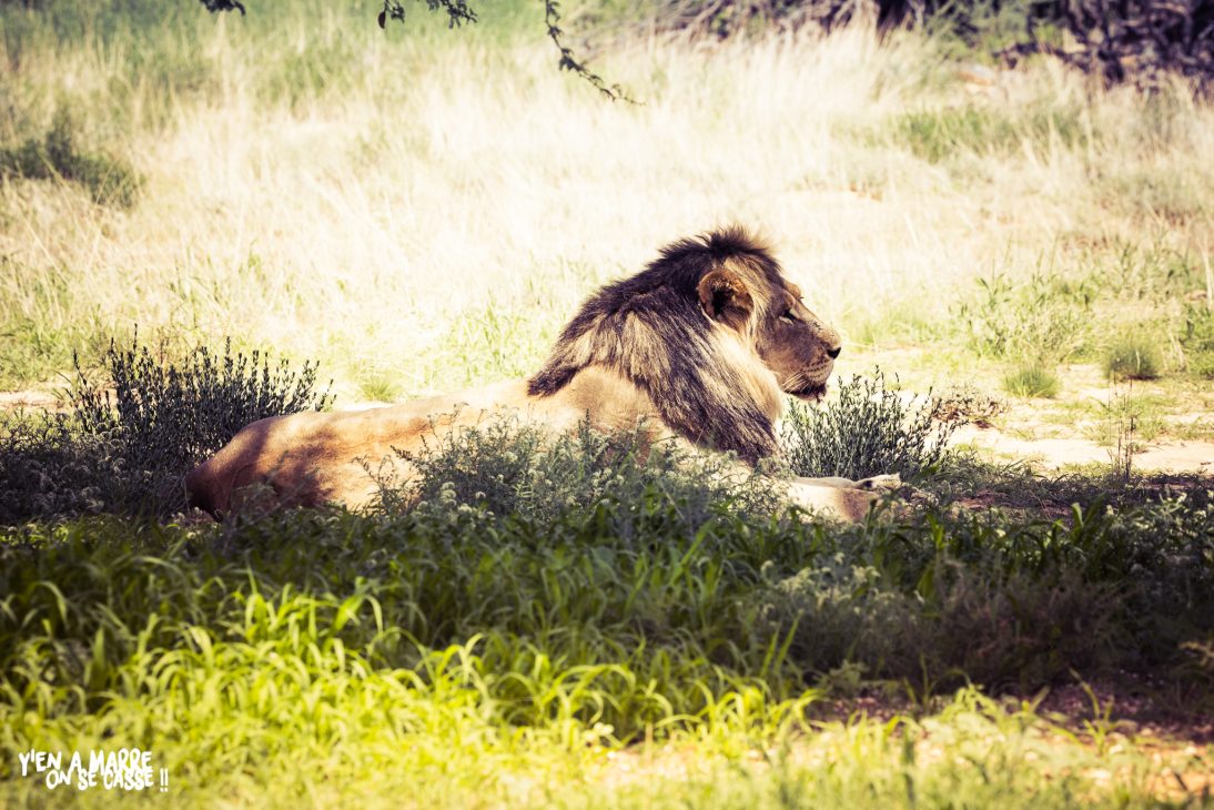 Lion à crinière noire allongé dans les herbes vertes