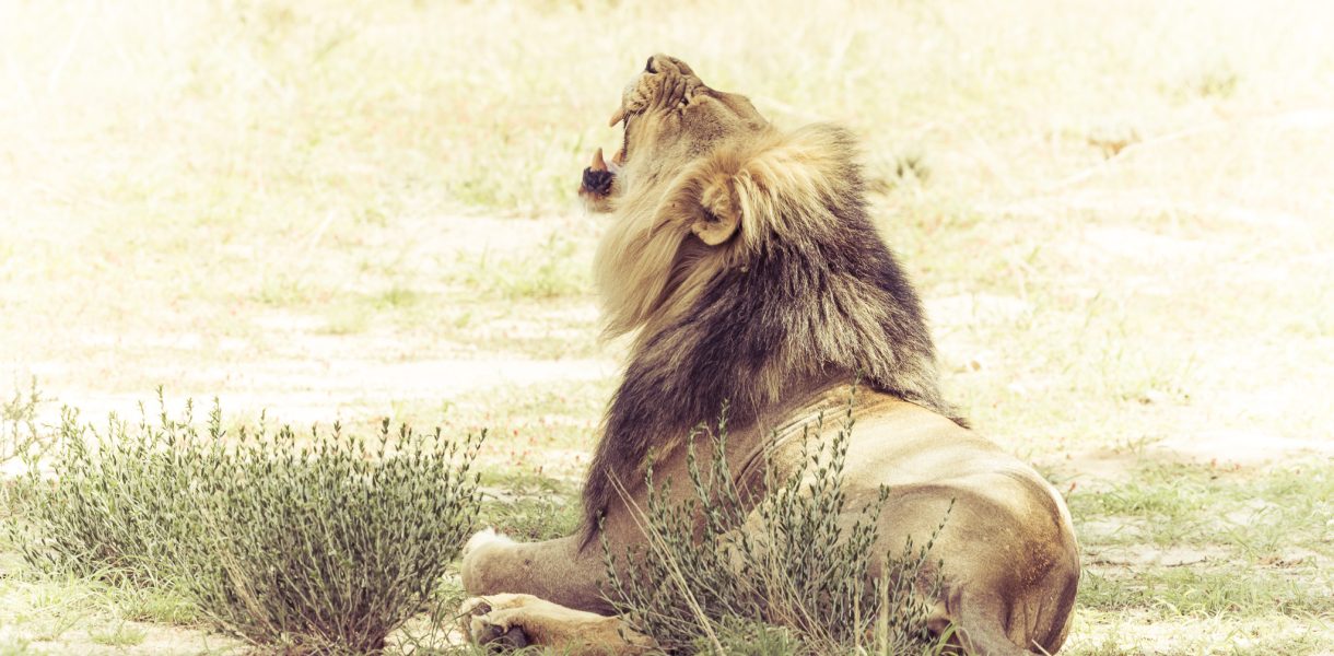 Lion à crinière noire assis dans les herbes du Kgalagadi