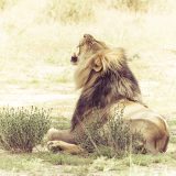 Lion à crinière noire assis dans les herbes du Kgalagadi