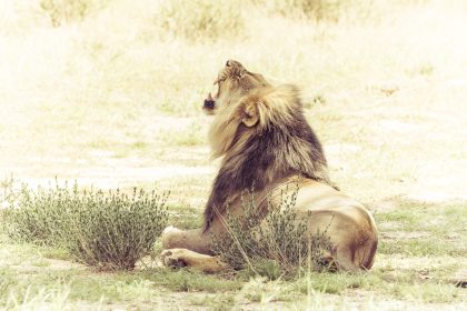 Lion à crinière noire assis dans les herbes du Kgalagadi