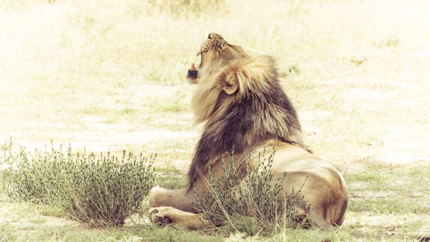 Lion à crinière noire assis dans les herbes du Kgalagadi