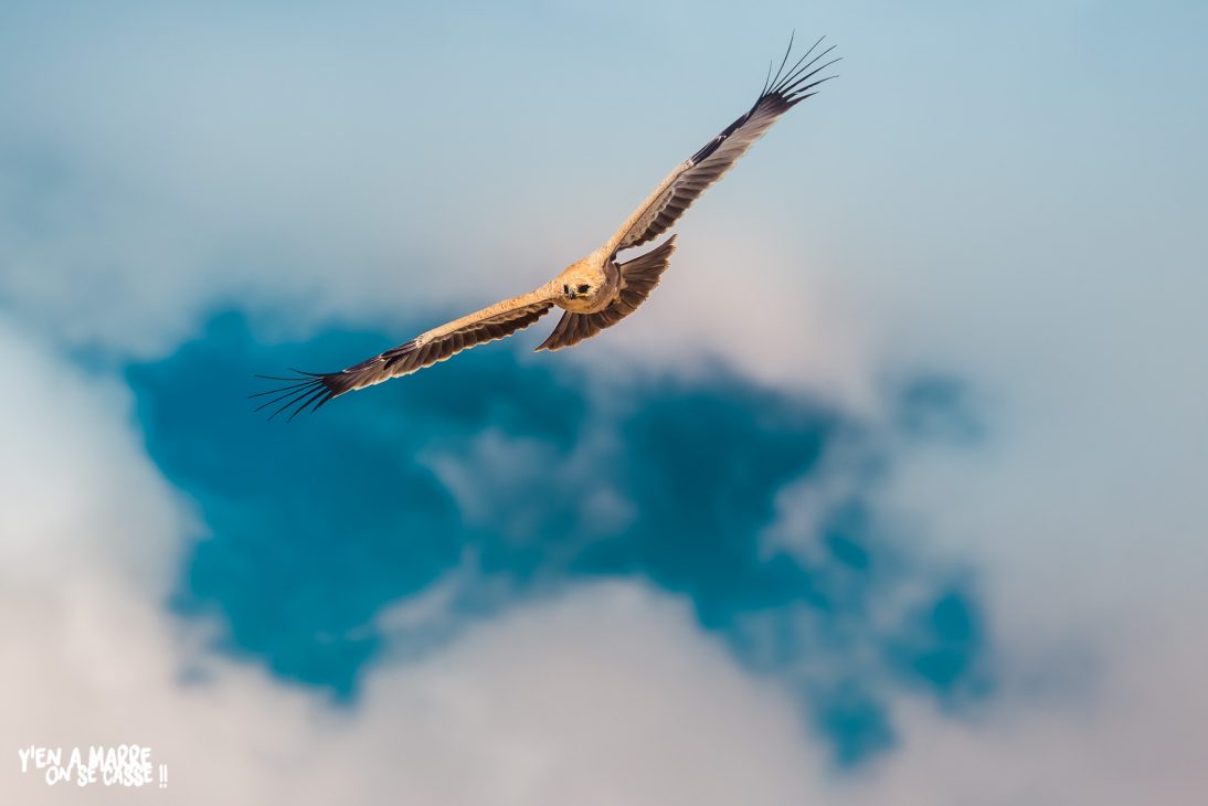 Rapace en vol dans le ciel bleu