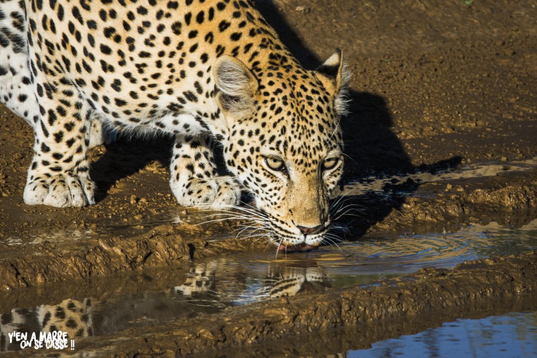 Léopard en train de boire à un point d’eau du Kgalagadi