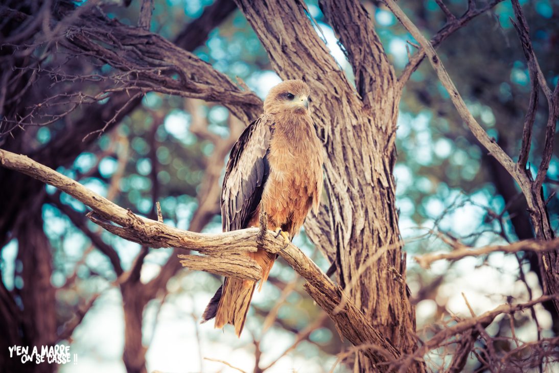 Rapace perché dans un arbre