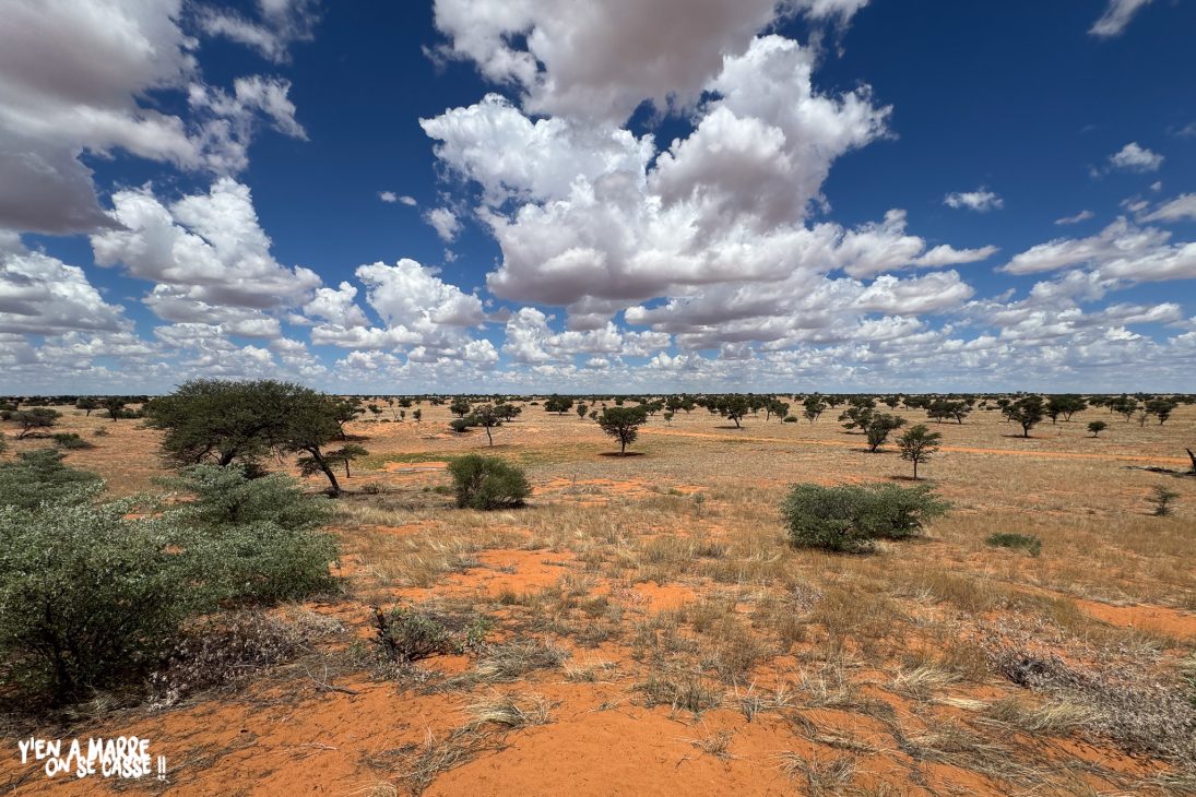 Paysage du Kgalagadi : sable rouge, arbustes et ciel nuageux
