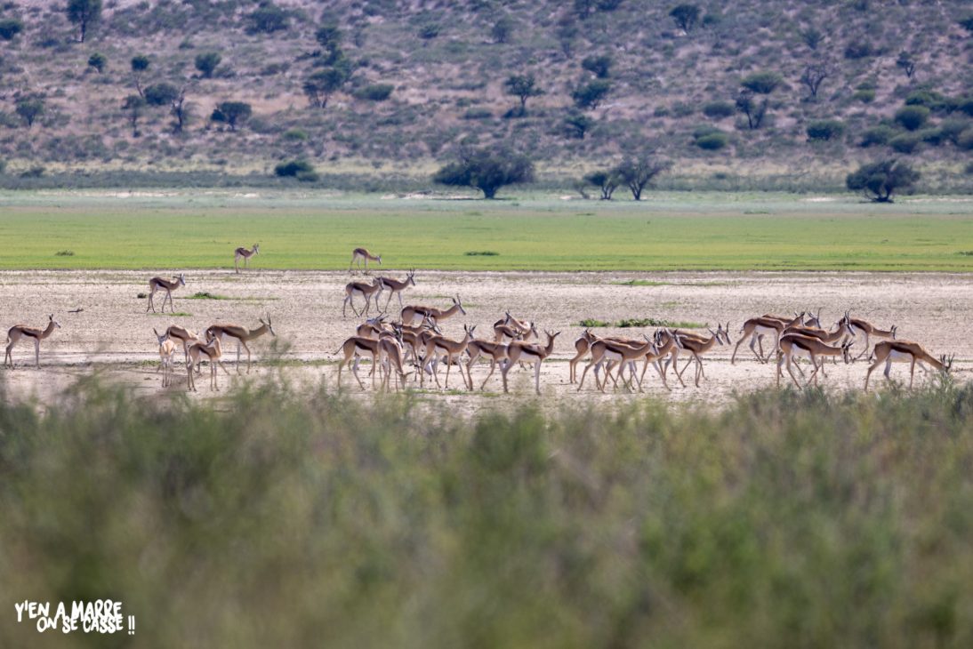 Troupeau de springboks dans une plaine du Kgalagadi