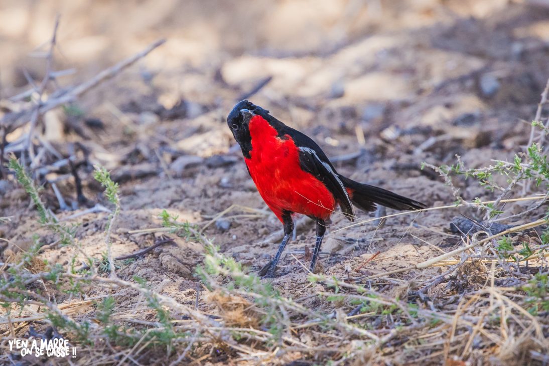 Oiseau au plumage rouge vif et noir posé au sol