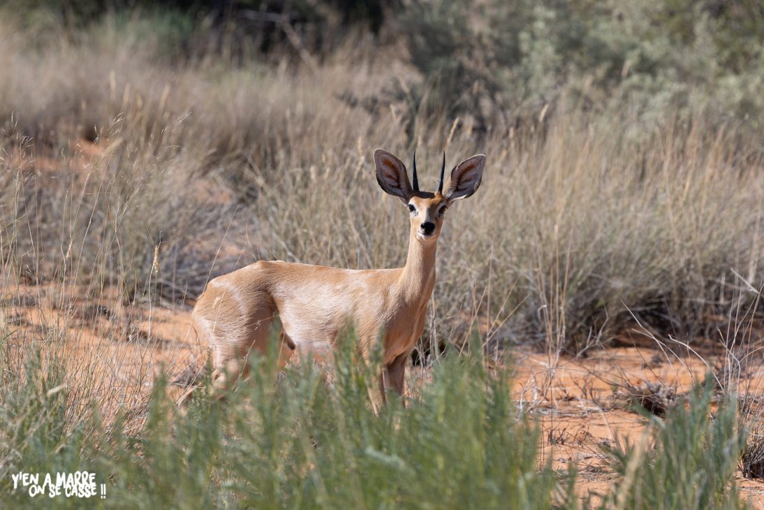 Steenbok dans les herbes sèches