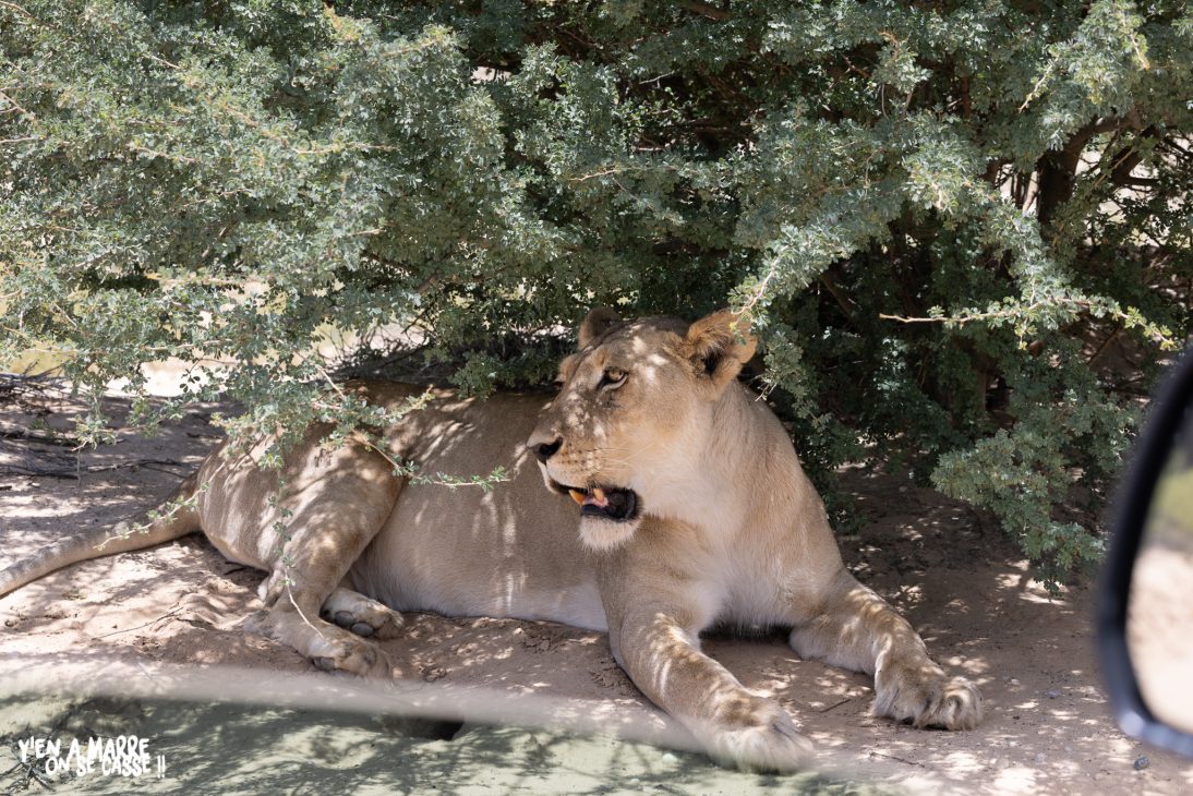 Lionne couchée à l’ombre d’un buisson