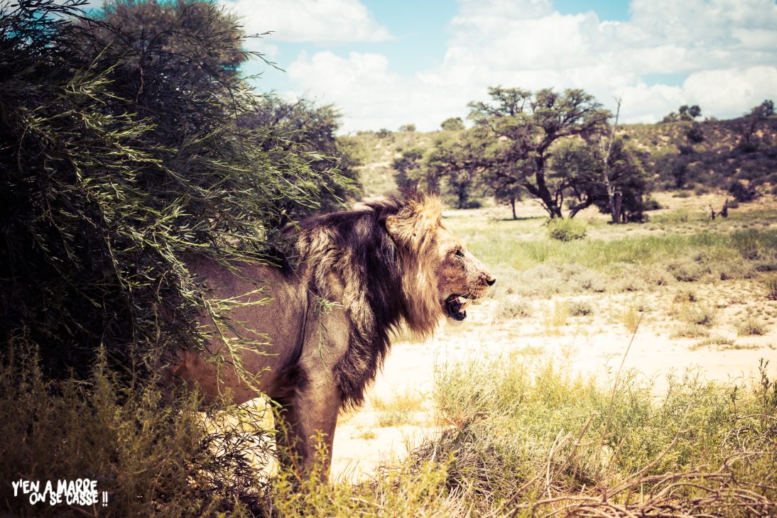 Lion debout près d’un arbre dans le Kgalagadi Transfrontier Park