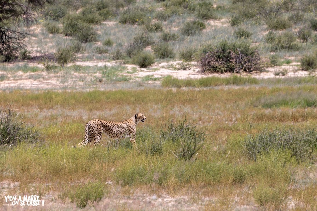 Guépard marchant dans les hautes herbes