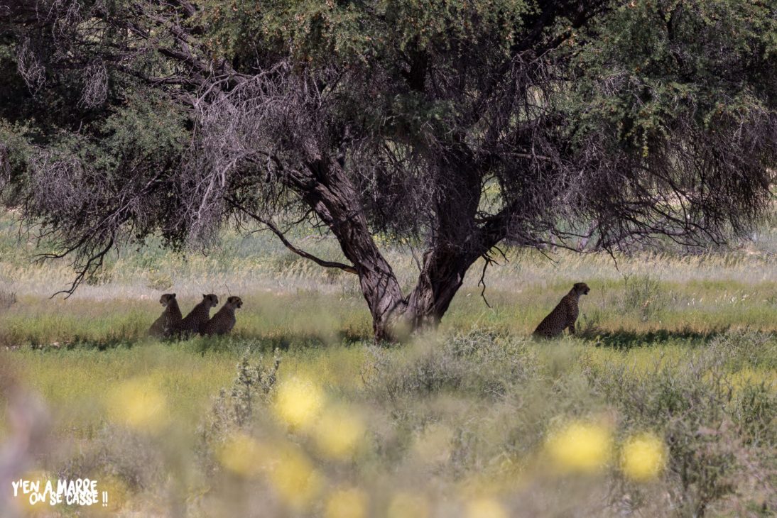 Guépards au repos à l’ombre d’un acacia