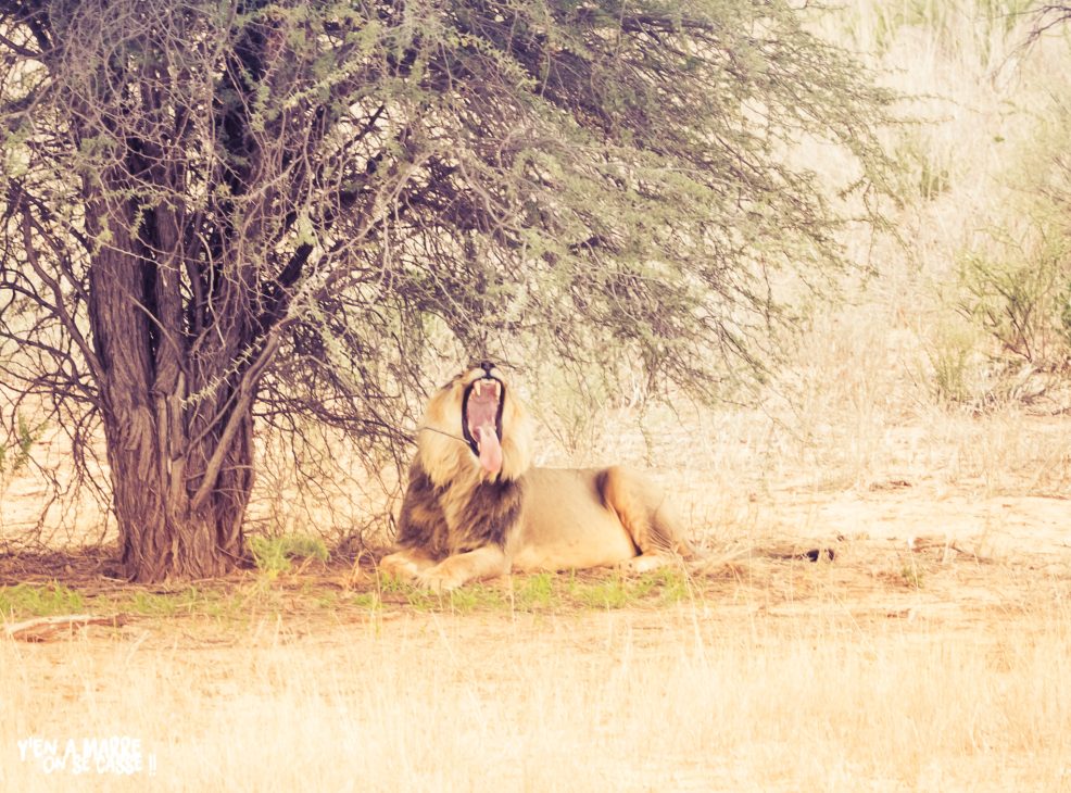 Lion qui bâille à l’ombre d’un arbre