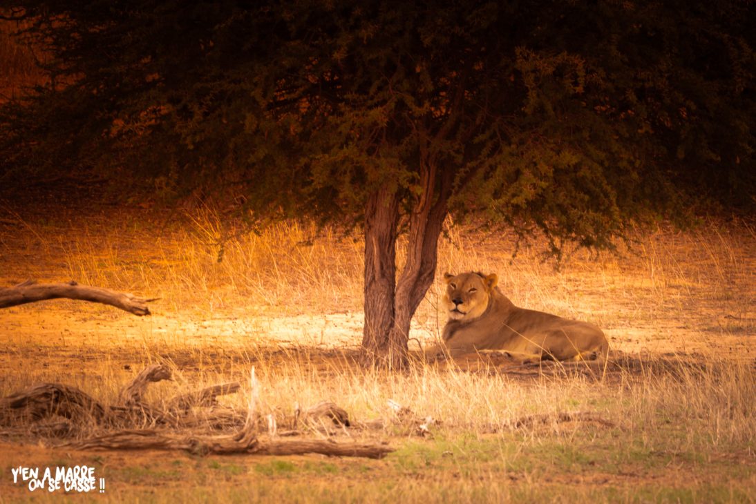 Lionne couchée sous un acacia dans une lumière dorée