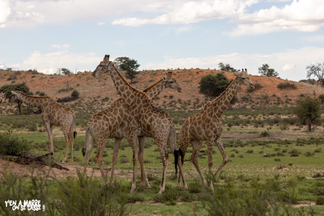 Groupe de girafes devant les dunes rouges du Kalahari
