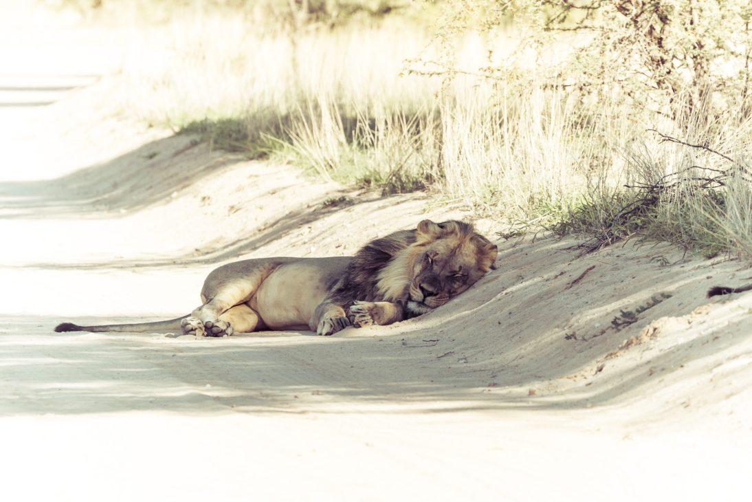Lion couché dans le sable clair