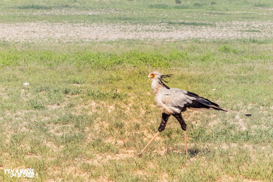 Oiseau-secrétaire marchant dans l’herbe