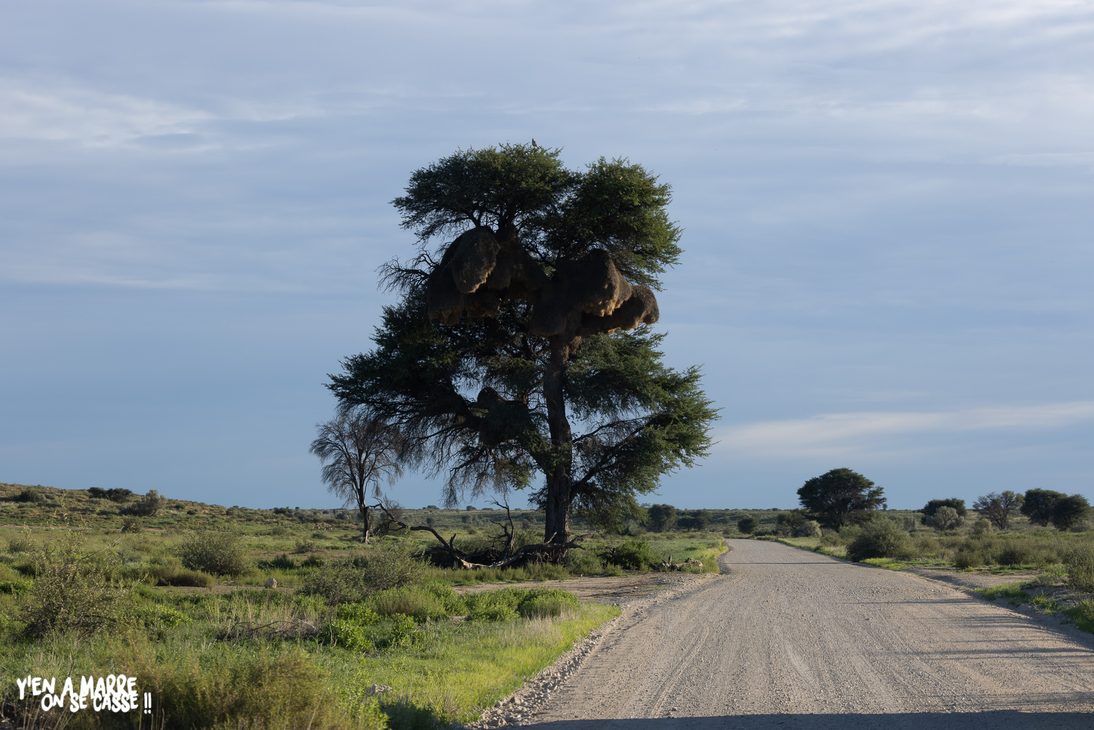Piste de sable dans le Kgalagadi National Park, le long de la Nossob River passant à côté d'un énorme arbre rempli de nids d'oiseaux