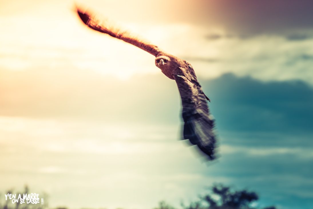 Rapace en vol, ailes déployées