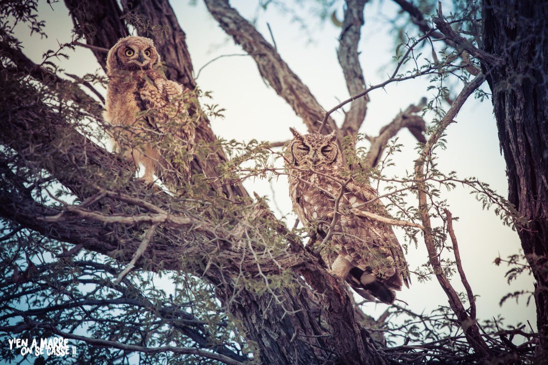 Chouette et son petit perchés dans un arbre