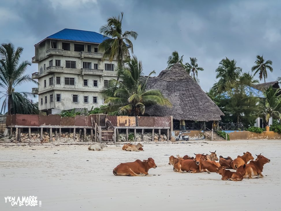 Vaches couchées sur la plage devant l’hôtel, à Zanzibar