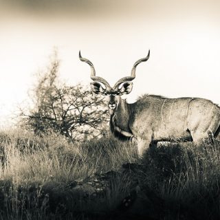 Et voici une 2eme sélection issue de nos games drives au Mokala National Park.On a enfin pu apercevoir les rhinos dans la plaine, broutant tranquillement au milieu des buffles, des gnous et des autres antilopes.En couverture, le kudu, symbole des #sanparks reste l’un de mes animaux favoris à photographier.